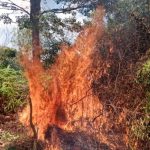 Hutan di Taman Dealova Pangkalpinang Dibakar Oknum tak Bertanggungjawab