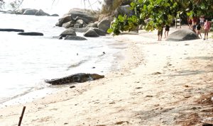 Kemunculan Buaya 3 Meter Bikin Geger Pengunjung Pantai Batu Kapur Toboali