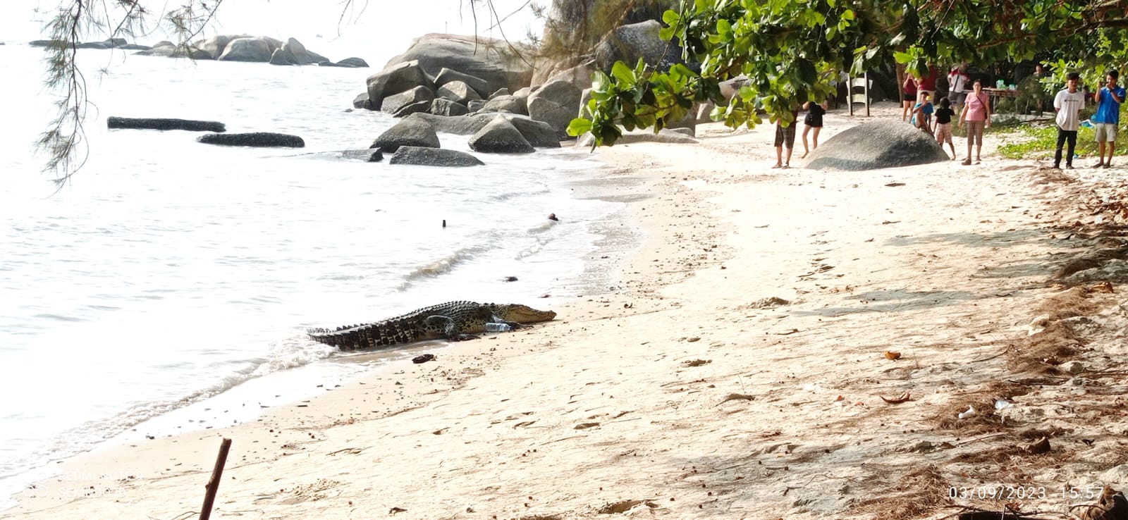 Kemunculan Buaya Di Pantai Batu Kapur