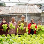 Pj Walikota Pangkalpinang bersama KWT Kemuning Panen Sayuran