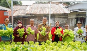 Pj Walikota Pangkalpinang bersama KWT Kemuning Panen Sayuran