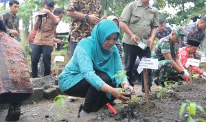 Safriati Safrizal Lakukan Penanaman Bibit Cabai di Belitung Timur