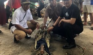 Sempat Terkam Nelayan Sungkur di Laut Mempunai, Buaya 3 Meter Berhasil Dievakuasi Damkar