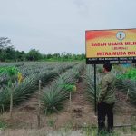 Nanas Bikang Jadi Potensi Unggulan Desa Bikang