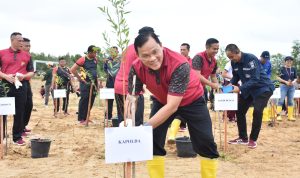 Polda Babel Tanam 1.870 Pohon Kayu Putih di Lahan Eks Tambang Area Bandara