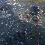 Nelayan Resah, Limbah Tambak Udang di Dusun Gusung Cemari Lingkungan Pantai Zibur