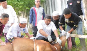 Plh Pj Gubernur Babel Sembelih Langsung Hewan Kurban