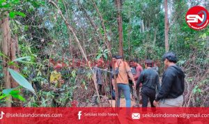 Pelaku Penebangan Liar Kawasan Tahura Bukit Menumbing Diamankan Sat Reskrim Polres Babar