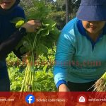 Hasil Panen Kebun PKK Cikar, Ludes Diserbu Warga