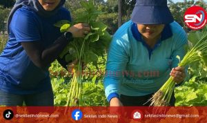 Hasil Panen Kebun PKK Cikar, Ludes Diserbu Warga