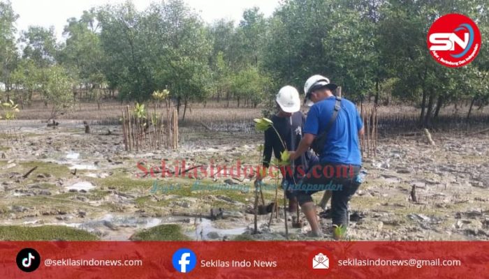 Cegah Abrasi, PT Timah Kembali Tanam 2500 Pohon Mangrove di Pantai Gemuruh    