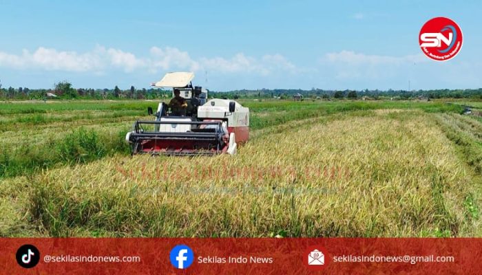 Petani Desa Batu Betumpang Panen Padi Perdana