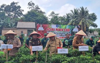 Pj Gubernur Babel Ingin Panen Cabai di BPP Rias Memicu Petani Optimalisasi Lahan