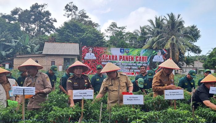 Pj Gubernur Babel Ingin Panen Cabai di BPP Rias Memicu Petani Optimalisasi Lahan