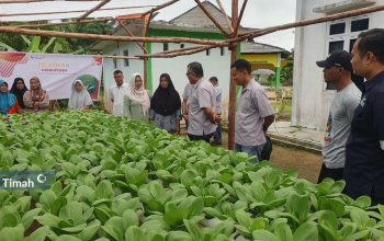 Dukung Ketahanan Pangan, PT Timah Gandeng Kelompok Lanjut Bestari Tanam Sayuran Hidroponik