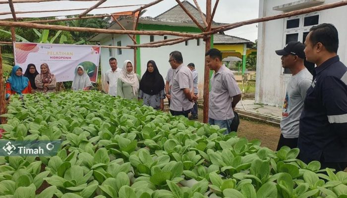 Dukung Ketahanan Pangan, PT Timah Gandeng Kelompok Lanjut Bestari Tanam Sayuran Hidroponik