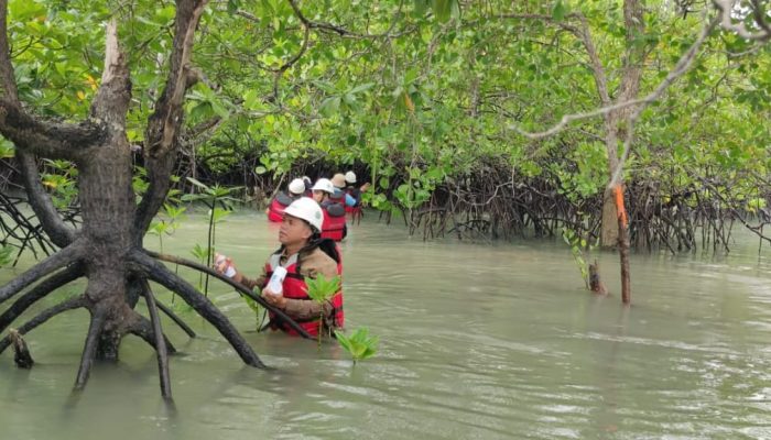 PT Timah Komitmen Jaga Pelestarian Ekosistem Pesisir