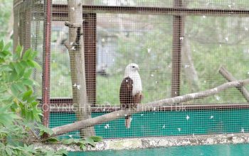 PT Timah Komitmen Lakukan Program Konservasi Satwa