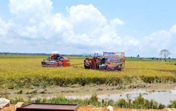 Panen Raya di Desa Rias: Pj Gubernur Babel Gerak Generasi Muda Jadi Petani Milenial