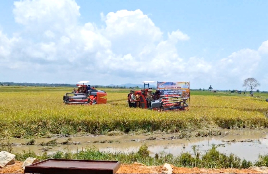 Panen Raya di Desa Rias: Pj Gubernur Babel Gerak Generasi Muda Jadi Petani Milenial