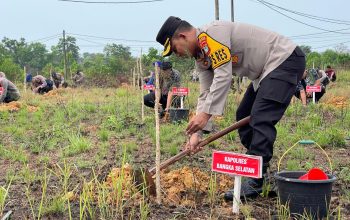 Reboisasi Pasca Tambang, Polres Bangka Selatan Tanam 1000 Pohon Cemara