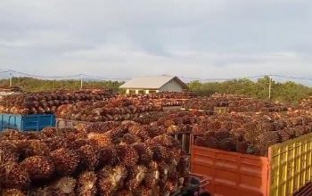 Puluhan Sopir Truk TBS Sawit Protes, Tuding PT Taman Buana Jaya Abadi Desa Jeriji Tak Adil dalam Antrian