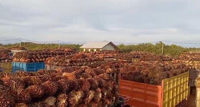 Puluhan Sopir Truk TBS Sawit Protes, Tuding PT Taman Buana Jaya Abadi Desa Jeriji Tak Adil dalam Antrian