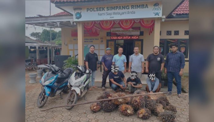 Terdesak Ekonomi, Tiga Pria di Simpang Rimba Nekat Curi Sawit Milik PT BSSP