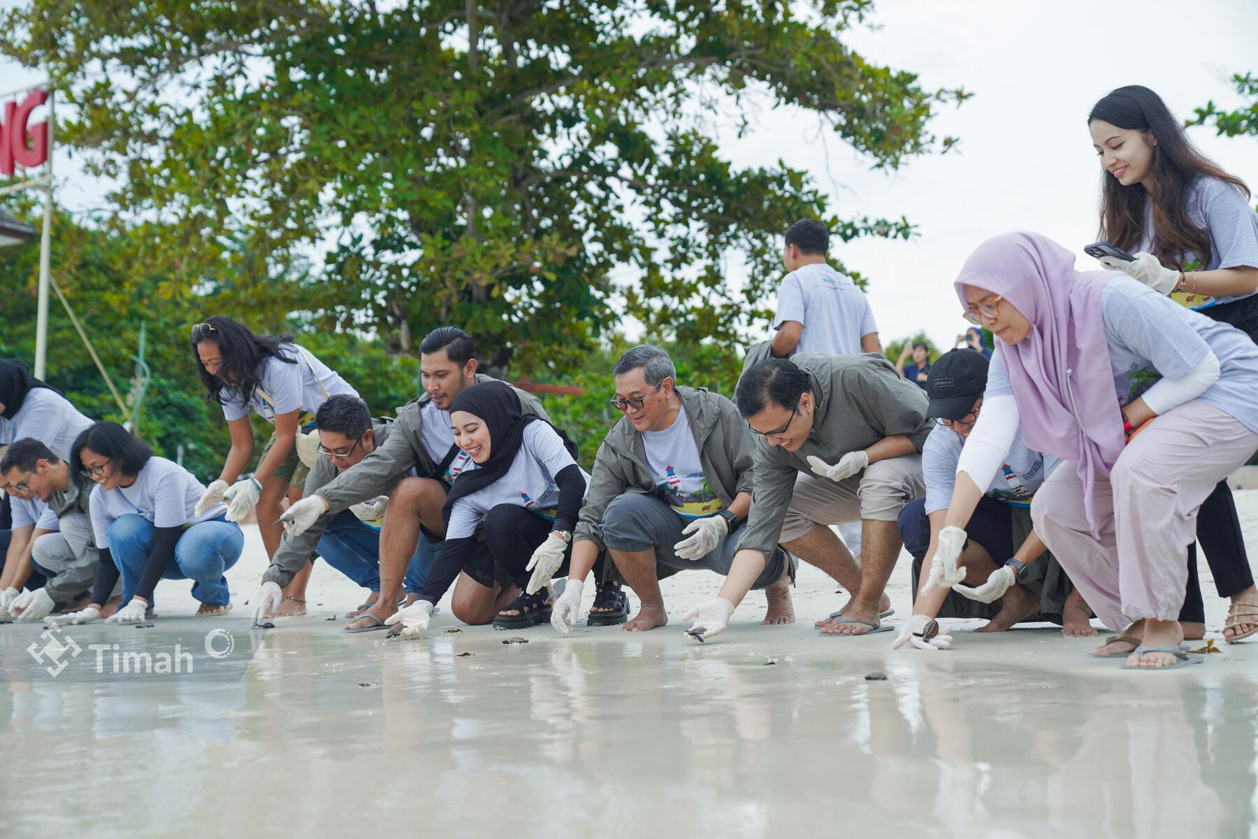 MIND ID dan PT Timah Lepasliarkan Puluhan Tukik Penyu di Belitung