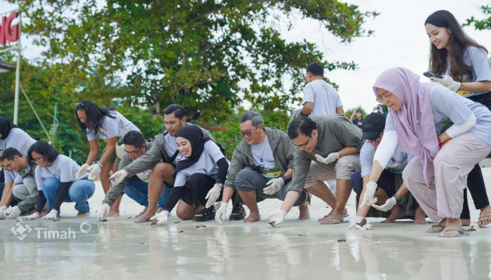 MIND ID dan PT Timah Lepasliarkan Puluhan Tukik Penyu di Belitung