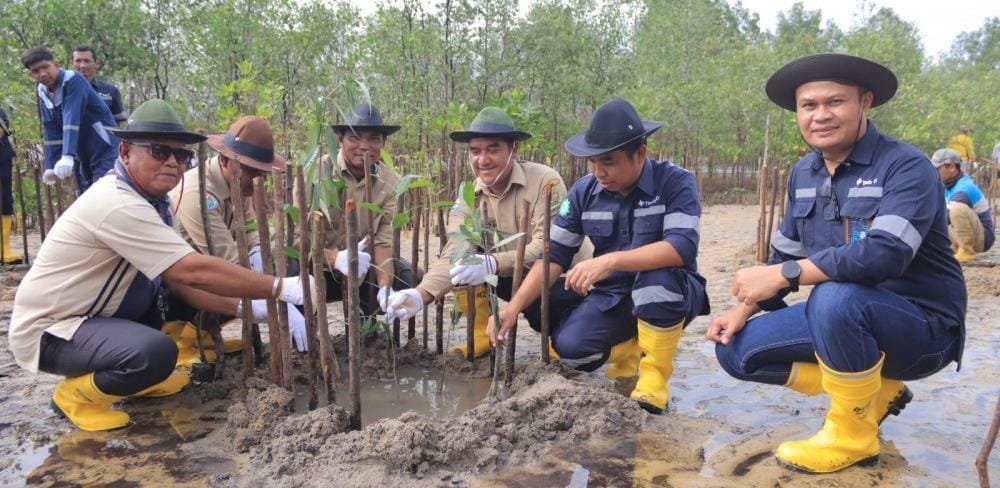 Cegah Abrasi, PT Timah Tanam 2.500 Mangrove di Pantai Batu Kucing