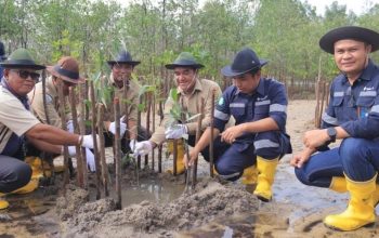 Cegah Abrasi, PT Timah Tanam 2.500 Mangrove di Pantai Batu Kucing