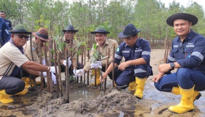 Cegah Abrasi, PT Timah Tanam 2.500 Mangrove di Pantai Batu Kucing