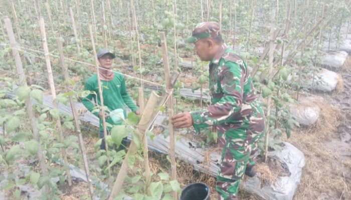 Babinsa Koramil 2305/Cinangka Perkuat Ketahanan Pangan Lewat Pendampingan Petani