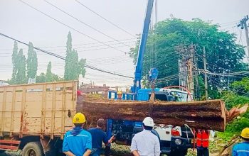 PLN dan Pemkot Pangkalpinang Pangkas Pohon Rawan Tumbang Demi Keselamatan Warga