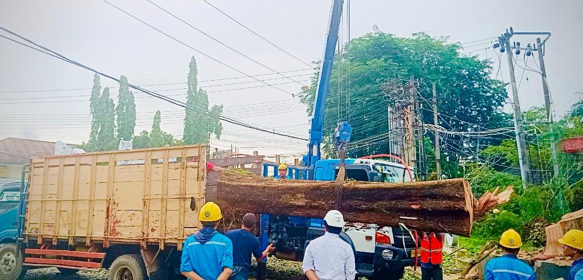 PLN dan Pemkot Pangkalpinang Pangkas Pohon Rawan Tumbang Demi Keselamatan Warga