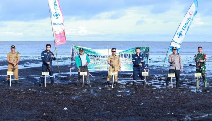 Cegah Abrasi, PT Timah Tanam Ribuan Mangrove di Pantai Sesai