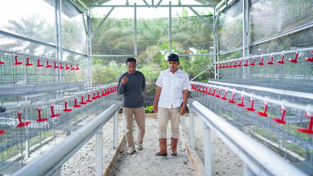 PT Timah Perkuat Ketahanan Pangan Melalui Budidaya Ayam Petelur di Bangka Barat