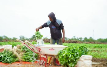 Dukung Program Nasional, PT Timah Sulap Lahan 3,5 Hektare Jadi Kawasan Farm Estate di Bangka Barat