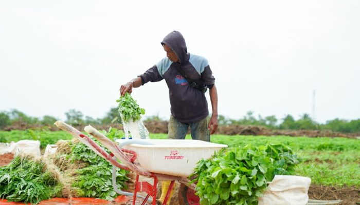 Dukung Program Nasional, PT Timah Sulap Lahan 3,5 Hektare Jadi Kawasan Farm Estate di Bangka Barat