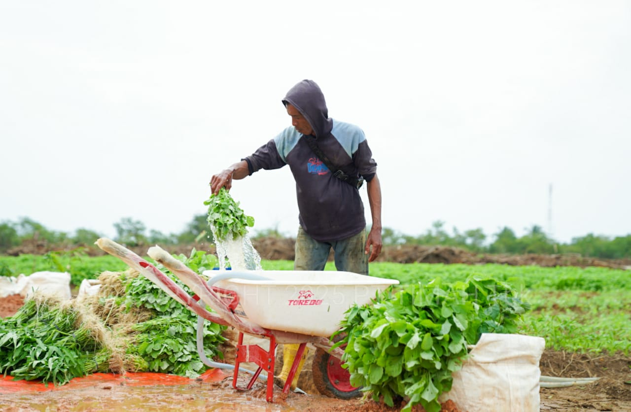 Dukung Program Nasional, PT Timah Sulap Lahan 3,5 Hektare Jadi Kawasan Farm Estate di Bangka Barat