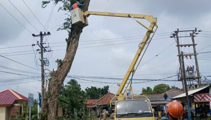 PT Timah dan PLN Kolaborasi, Tebang Pohon Berisiko di Kawasan Mentok