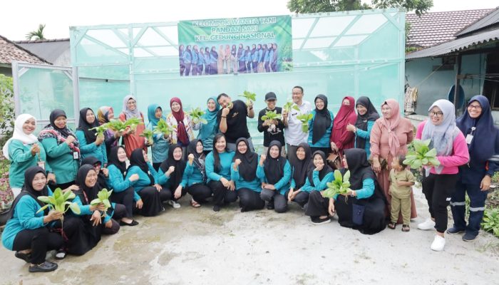 Panen Perdana Hidroponik, KWT Pandan Sari Buktikan Pekarangan Bisa Cetak Cuan