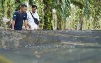 Renovasi Kolam Ikan Lele: PT Timah Dorong Kelompok Usaha Bangkit dari Kendala