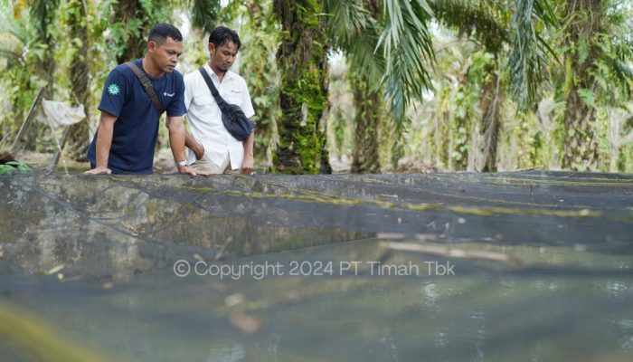 Renovasi Kolam Ikan Lele: PT Timah Dorong Kelompok Usaha Bangkit dari Kendala