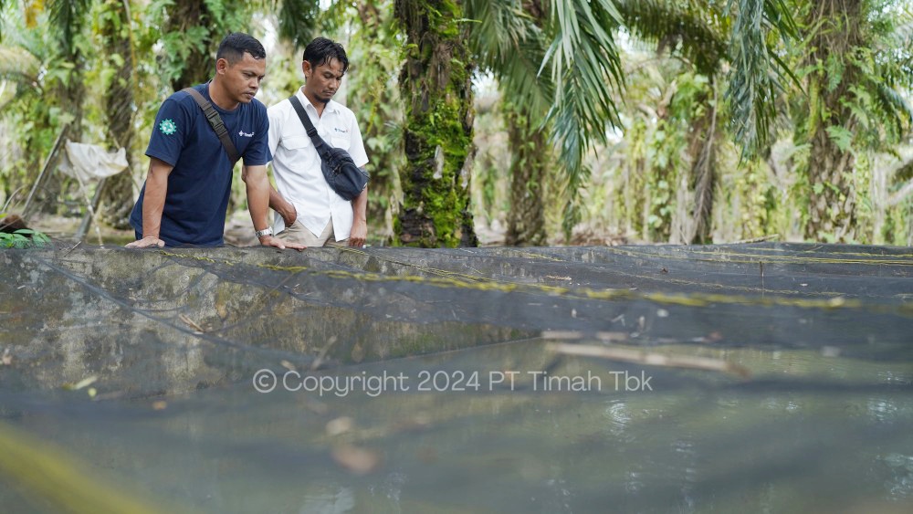 Renovasi Kolam Ikan Lele: PT Timah Dorong Kelompok Usaha Bangkit dari Kendala