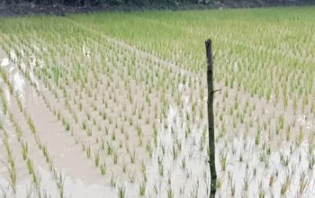 Sawah di Desa Rias Terancam Gagal Panen Akibat Limbah Tambang