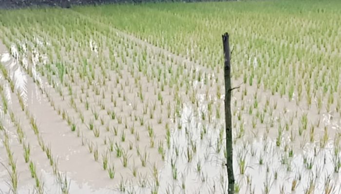 Sawah di Desa Rias Terancam Gagal Panen Akibat Limbah Tambang