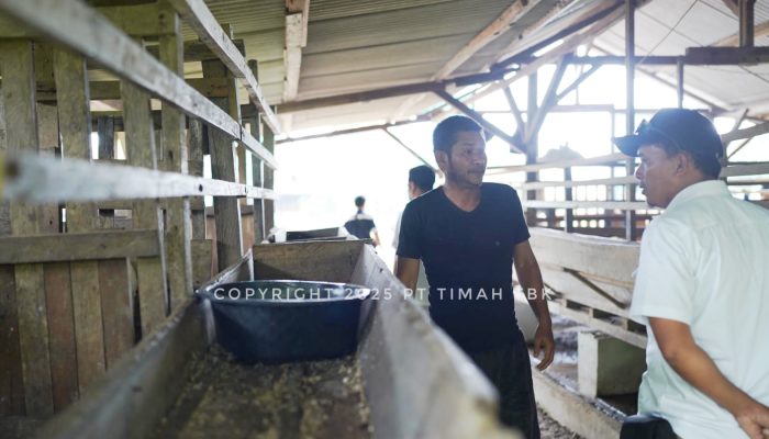 PT Timah Dukung Kelompok Tani Berkah Makmur Kembangkan Peternakan Kambing