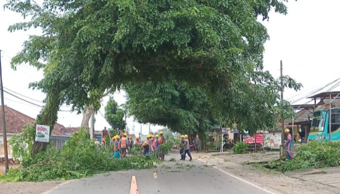 Dishub Basel, PLN, dan DLH Pangkas Pohon Demi Keselamatan Lalu Lintas
